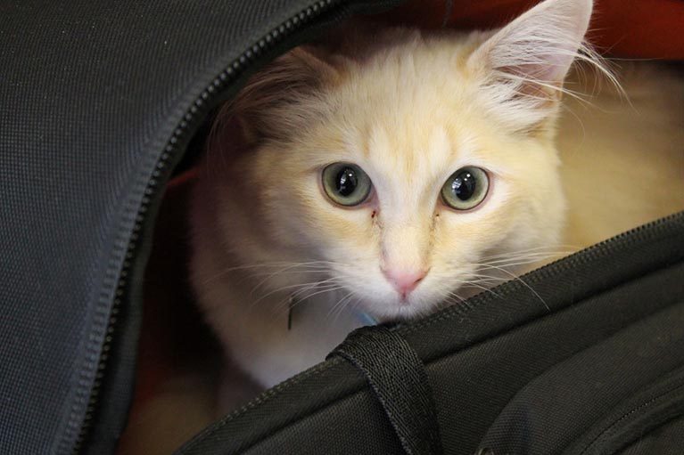 Image : Kate's cat Hugo hiding in a camera bag.